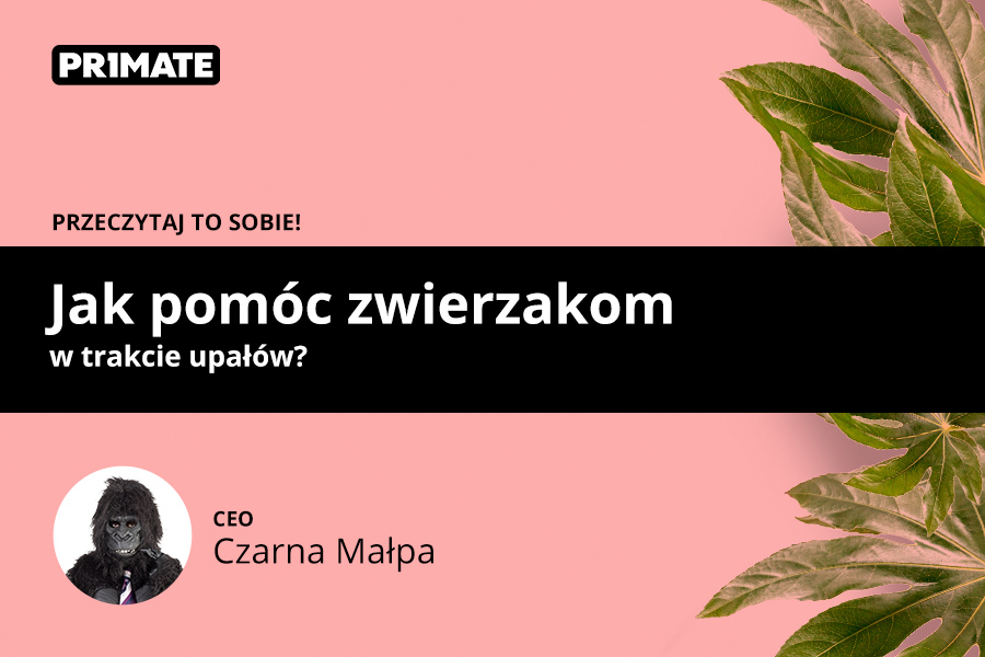 Jak pomóc zwierzakom w trakcie upałów?